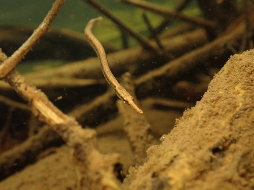 Manado pipefish (Microphis manadensis) — Syngnathidae — 3
