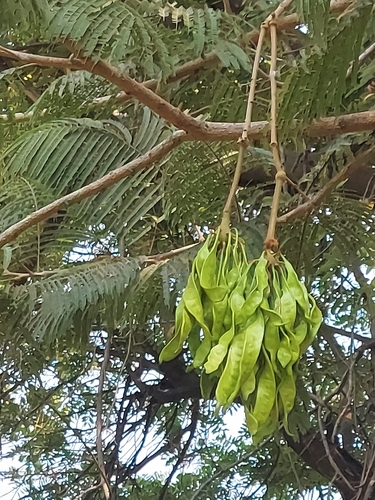 Parkia biglandulosa, photograph 3
