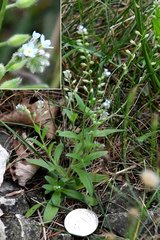 Myosotis laxa