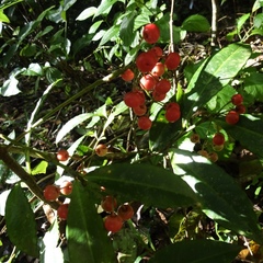 Ardisia crispa