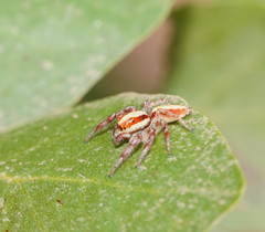 Cytaea alburna