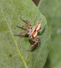 Cytaea alburna