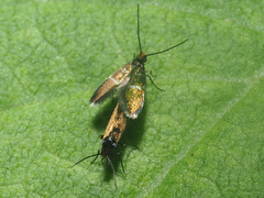 Micropterix aruncella