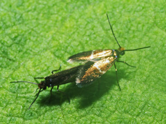 Micropterix aruncella