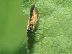 Micropterix aruncella