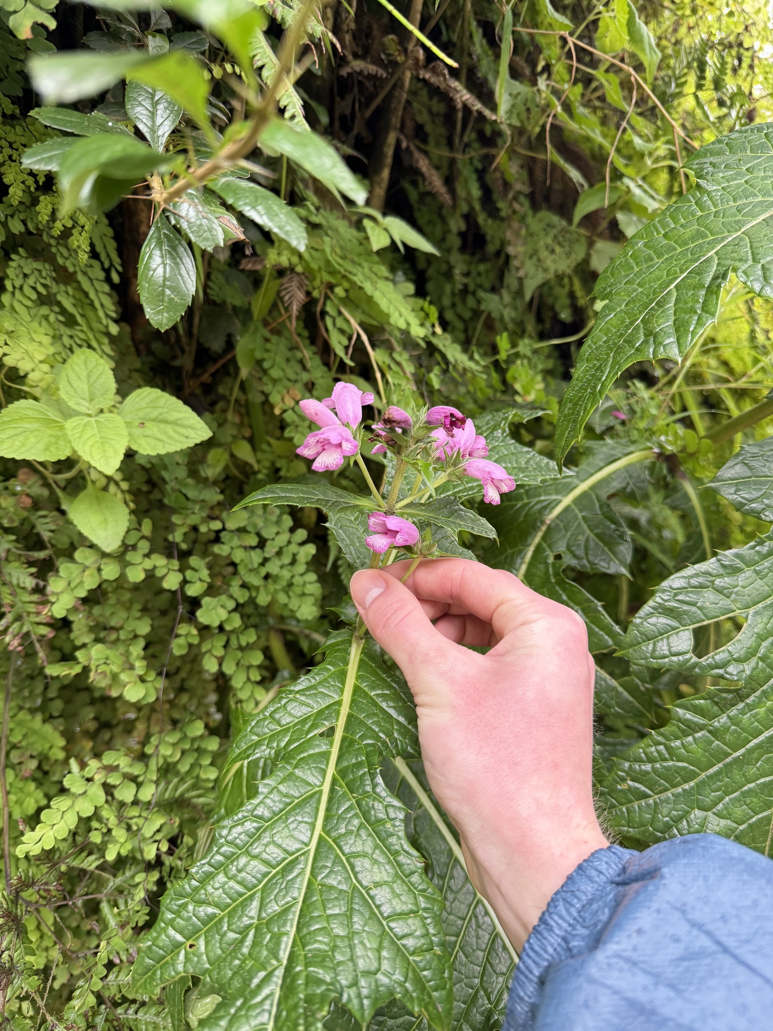 Aphelandra eurystoma Mildbr. 2
