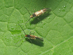Micropterix aruncella