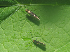 Micropterix aruncella