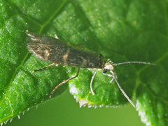Micropterix aruncella