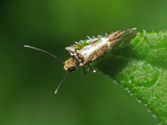 Micropterix aruncella