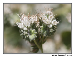 Phacelia egena
