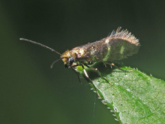 Micropterix aruncella