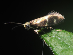 Micropterix aruncella