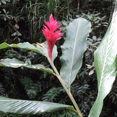 Alpinia purpurata