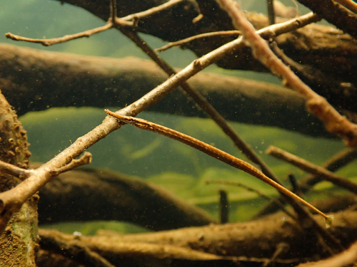 Manado pipefish (Microphis manadensis) — Syngnathidae — 4
