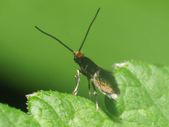 Micropterix aruncella