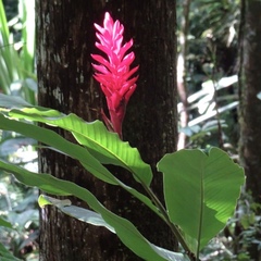 Alpinia purpurata
