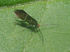 Micropterix aruncella