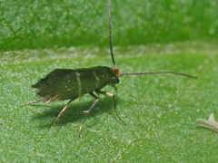 Micropterix aruncella