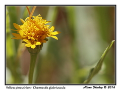 Chaenactis glabriuscula megacephala