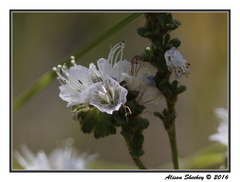 Phacelia purpusii