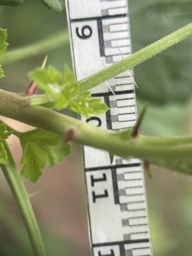 Hillside Gooseberry foliage