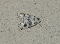 Bryophila domestica