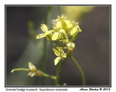 Sisymbrium orientale
