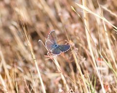 Pseudophilotes panoptes