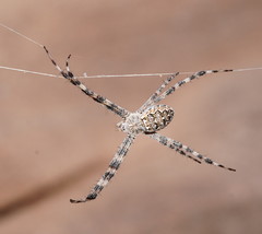 Argiope mascordi