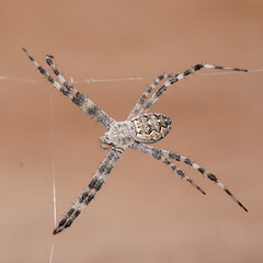 Argiope mascordi