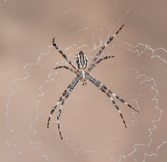 Argiope mascordi