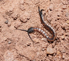 Scolopendra laeta