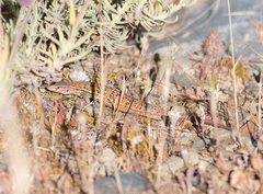 Psammodromus occidentalis