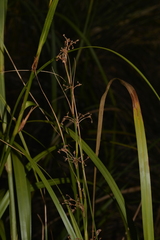 Cladium procerum