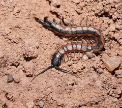 Scolopendra laeta