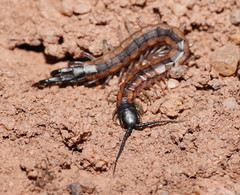 Scolopendra laeta