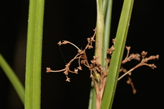 Cladium procerum