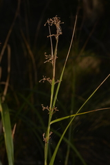 Cladium procerum