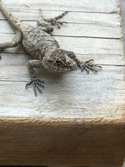 Sceloporus occidentalis
