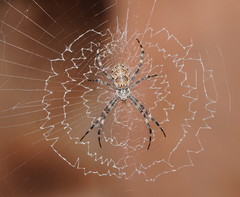 Argiope mascordi