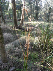 Cladium procerum