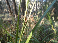 Cladium procerum