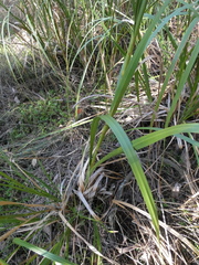 Cladium procerum