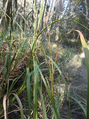 Cladium procerum