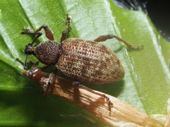 Otiorhynchus subdentatus