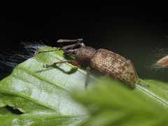 Otiorhynchus subdentatus