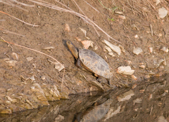 Mauremys leprosa leprosa