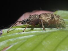 Otiorhynchus subdentatus