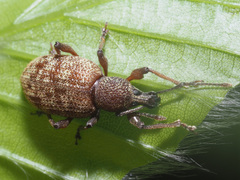 Otiorhynchus subdentatus